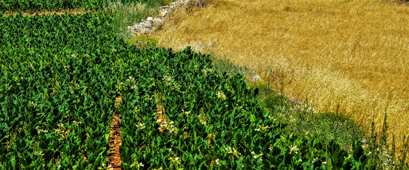 Sal Mineral para Bovinos